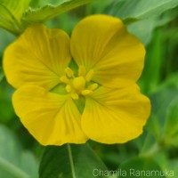 <i>Ludwigia perennis</i>  L.